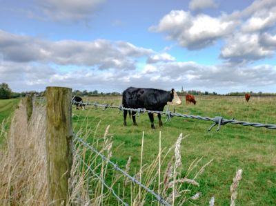 Barbed Wire Fences